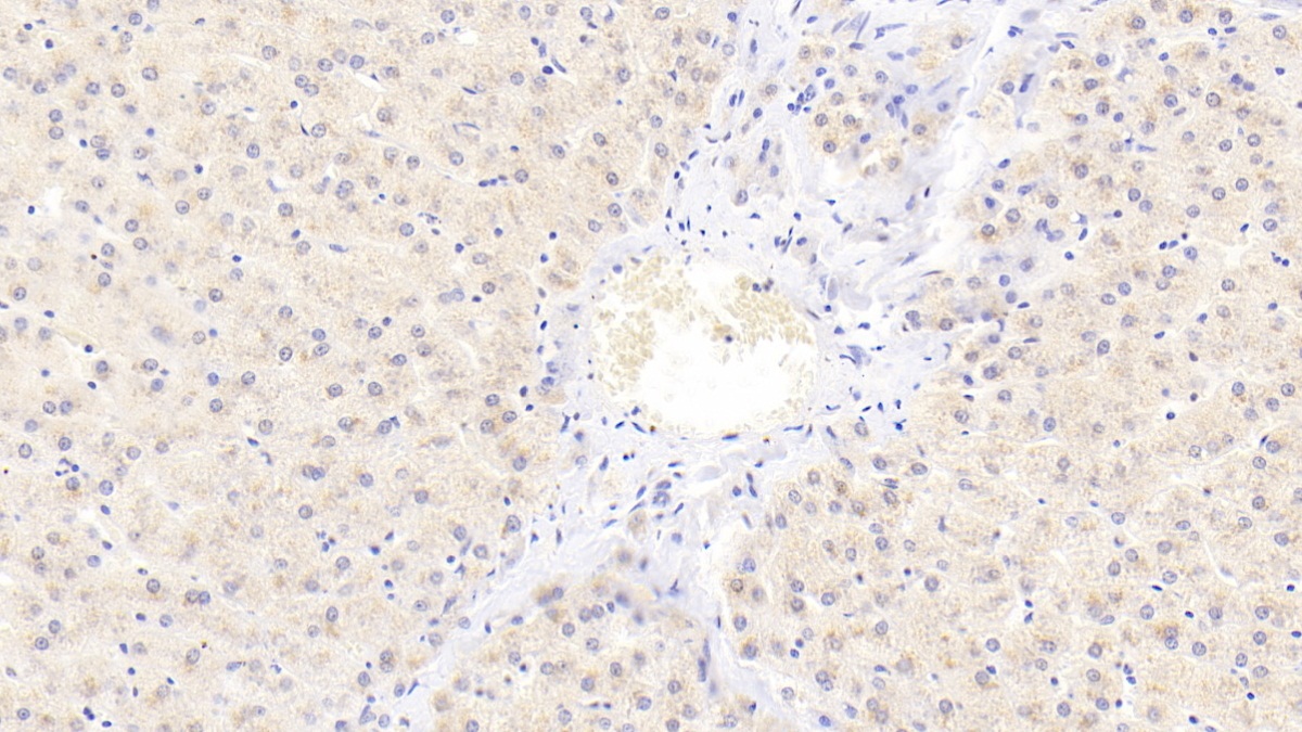 Polyclonal Antibody to Complement Component 3a (C3a)