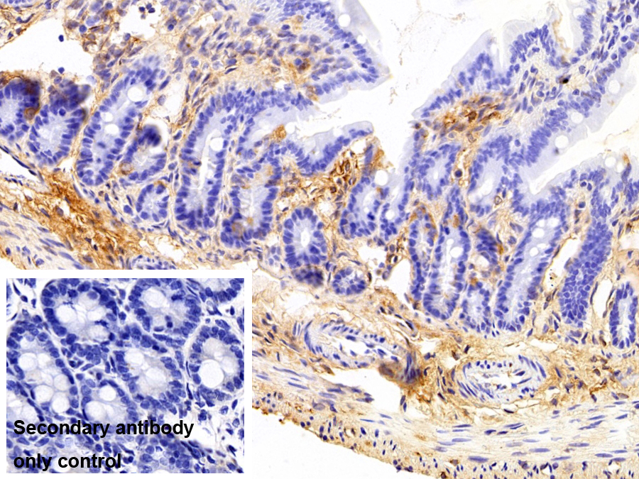 Polyclonal Antibody to Complement Component 3a (C3a)