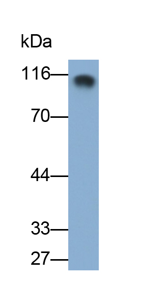 Polyclonal Antibody to Complement Component 5a (C5a)