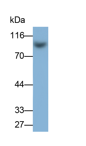 Polyclonal Antibody to Complement Component 4a (C4a)