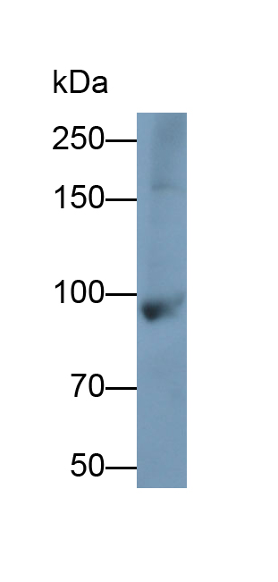 Polyclonal Antibody to Complement Component 4a (C4a)