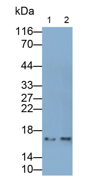 Polyclonal Antibody to Mucin 1 (MUC1)