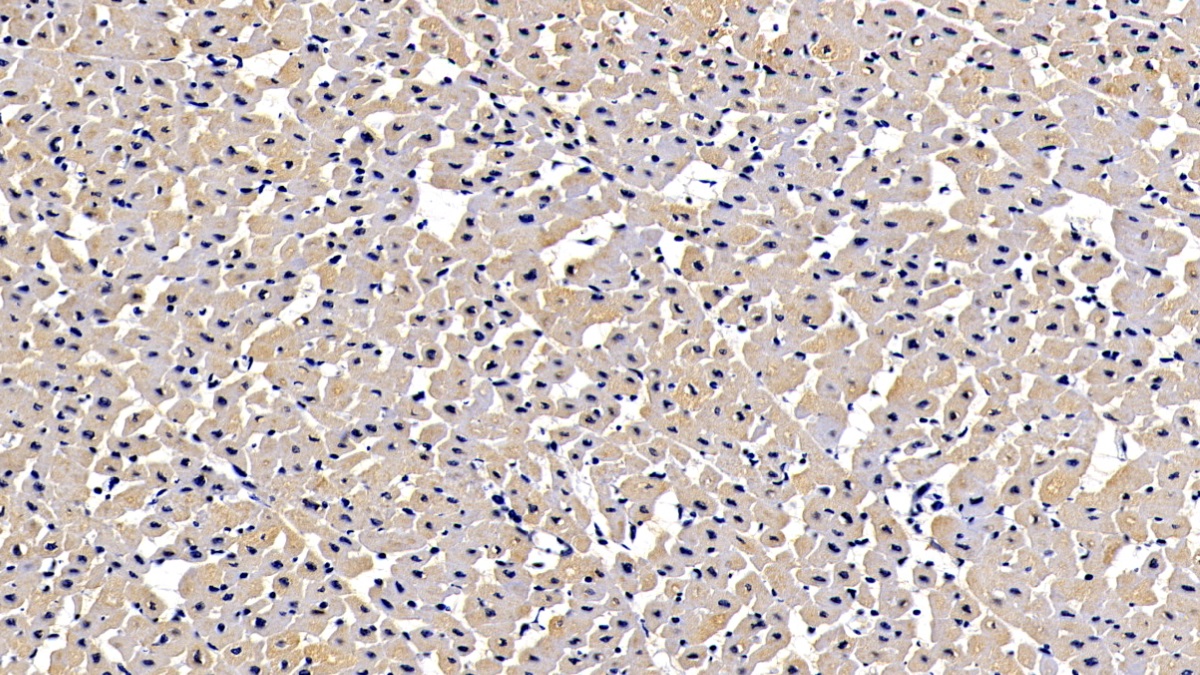 Polyclonal Antibody to Elastin Microfibril Interface Located Protein 1 (EMILIN1)