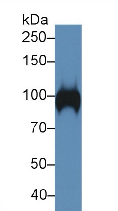 Polyclonal Antibody to Myelin Associated Glycoprotein (MAG)