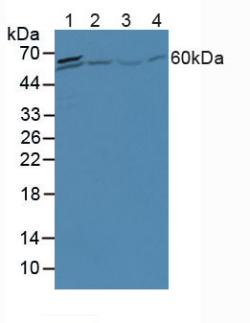 Polyclonal Antibody to Apobec 1 Complementation Factor (ACF)