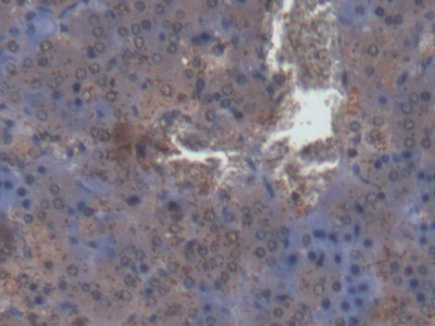 Polyclonal Antibody to Protein Kinase C Delta (PKCd)
