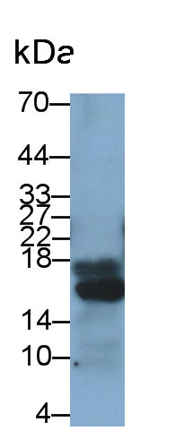 Polyclonal Antibody to Insulin (INS)