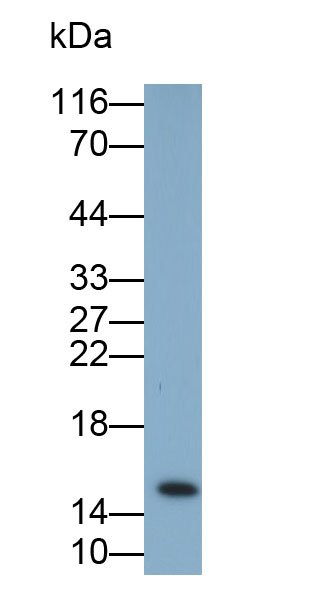 Polyclonal Antibody to Insulin (INS)