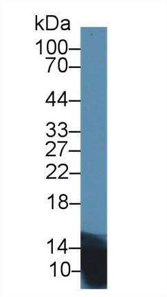 Polyclonal Antibody to Insulin (INS)