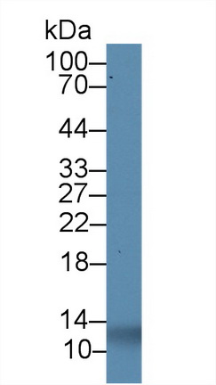 Polyclonal Antibody to Insulin (INS)