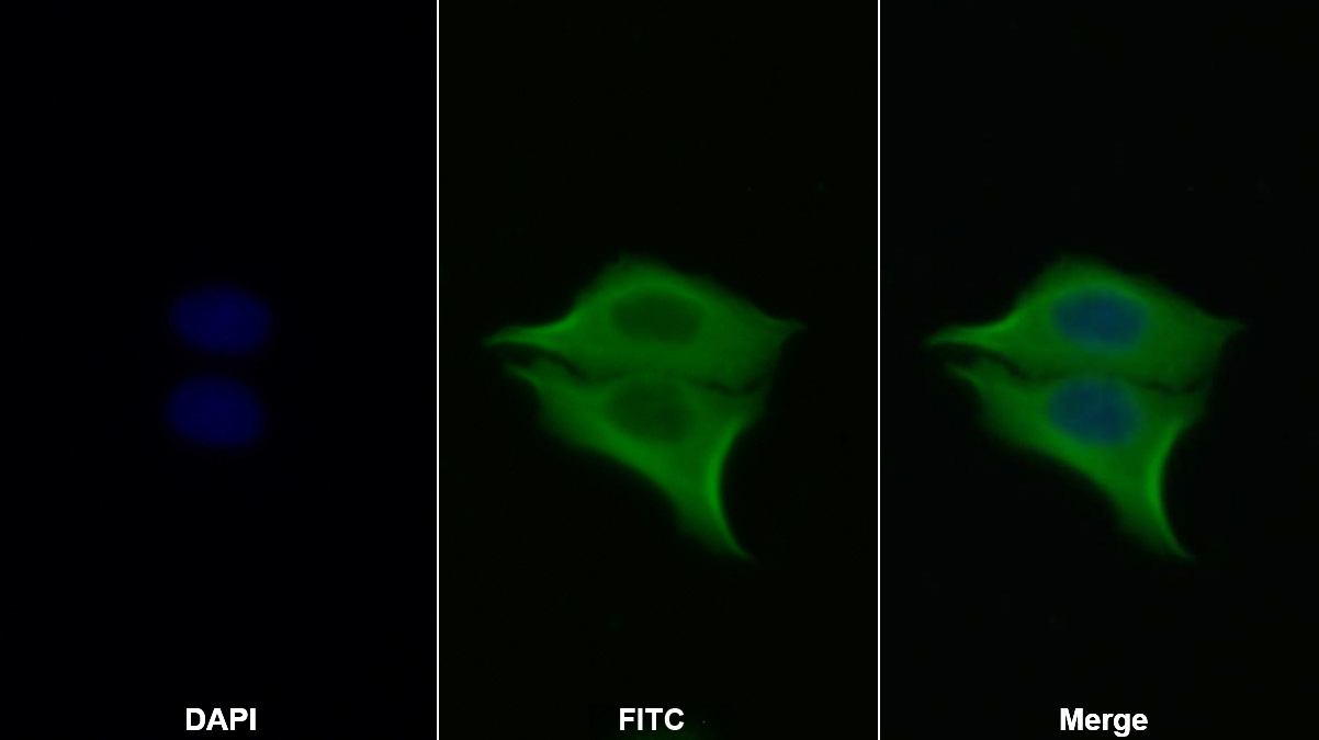 Polyclonal Antibody to Caspase 7 (CASP7)
