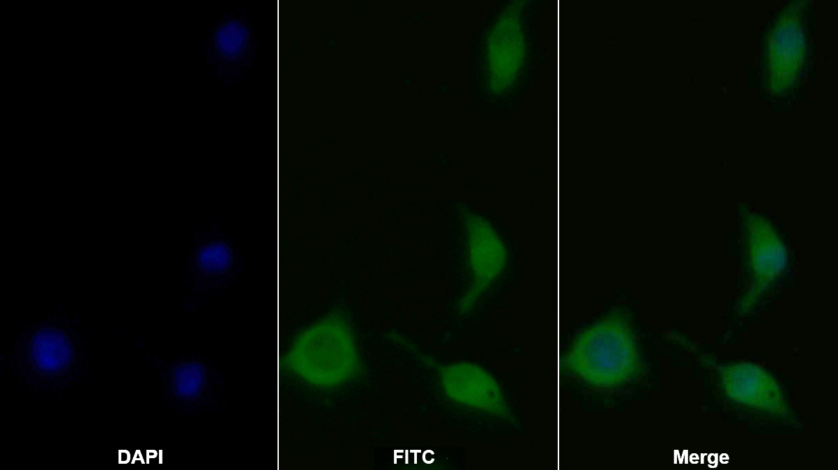 Polyclonal Antibody to Caspase 7 (CASP7)