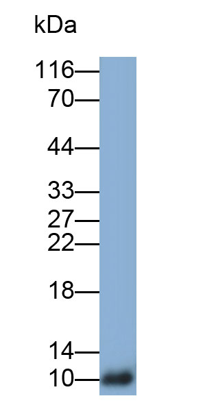 Polyclonal Antibody to Cystatin A (CSTA)