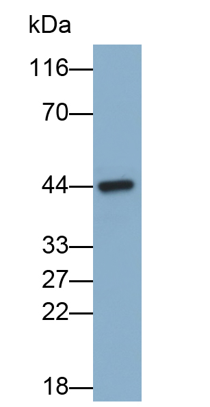 Polyclonal Antibody to Creatine Kinase MB Isoenzyme (CKMB)