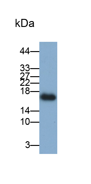 Polyclonal Antibody to Myoglobin (MYO)