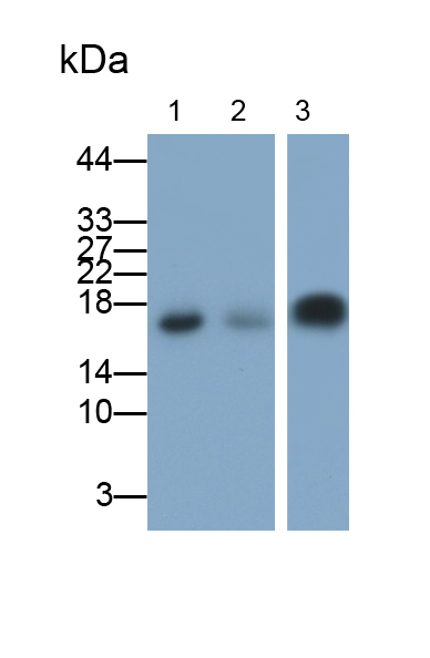Polyclonal Antibody to Myoglobin (MYO)