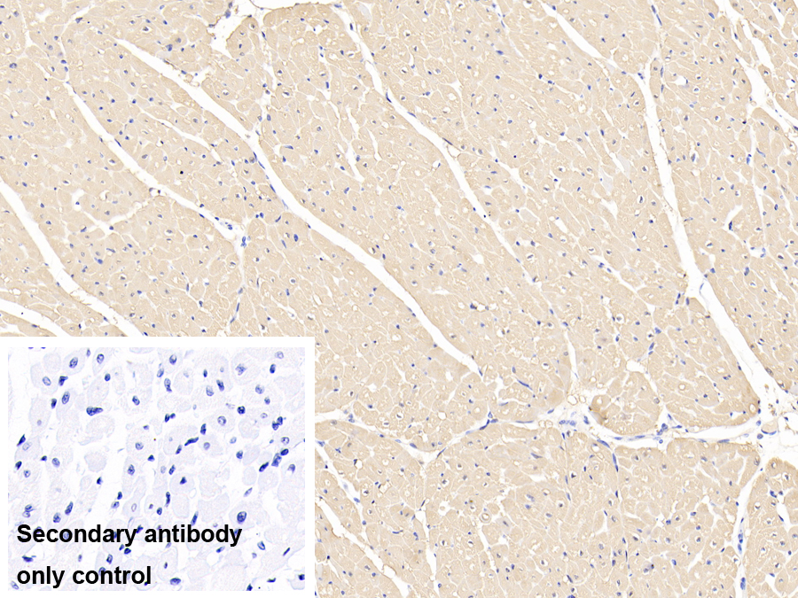 Polyclonal Antibody to Myoglobin (MYO)