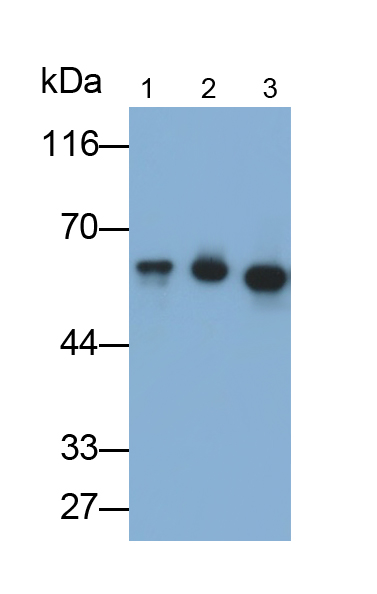 Polyclonal Antibody to Cytokeratin 4 (CK4)