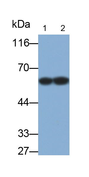 Polyclonal Antibody to Cytokeratin 4 (CK4)