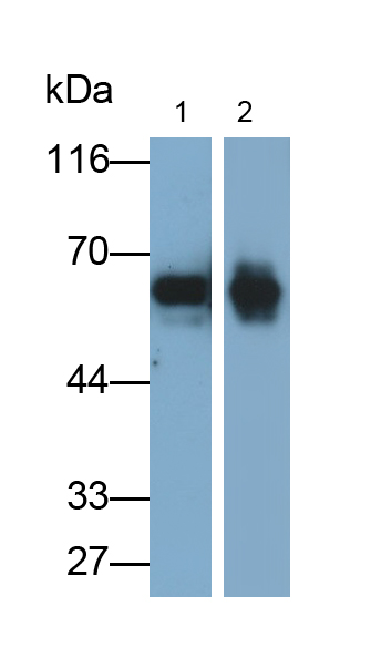 Polyclonal Antibody to Keratin 3 (KRT3)