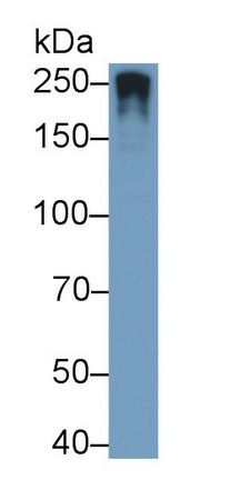 Polyclonal Antibody to Nestin (NES)