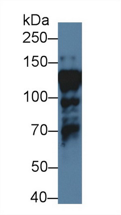 Polyclonal Antibody to Interleukin Enhancer Binding Factor 3 (ILF3)