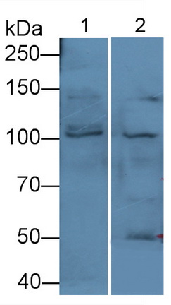 Polyclonal Antibody to Protein Kinase D1 (PKD1)