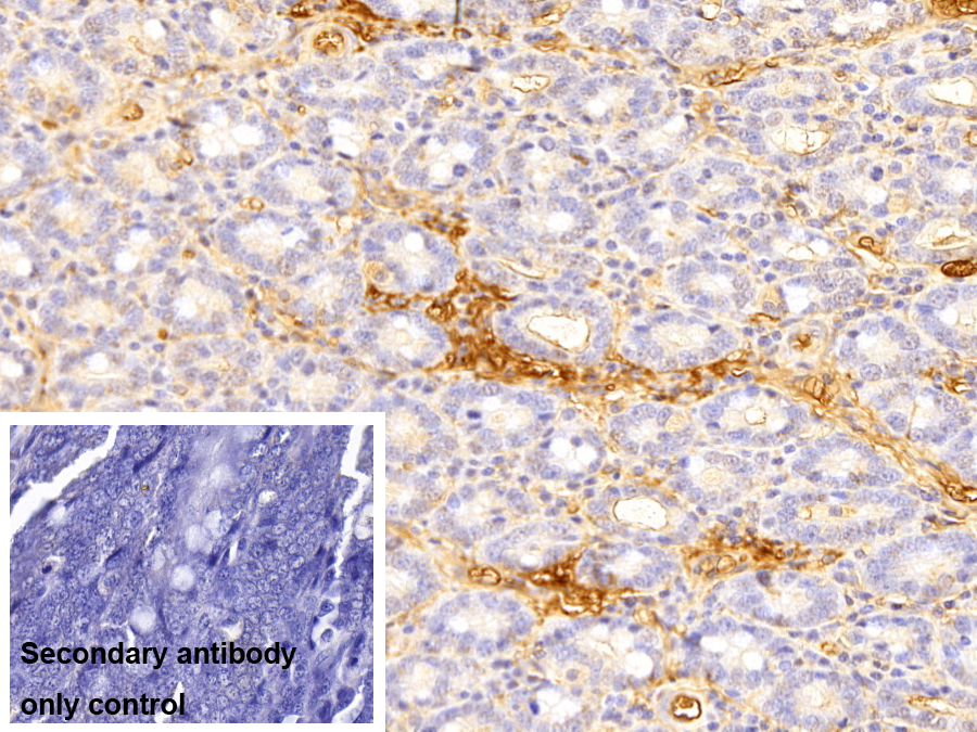 Polyclonal Antibody to Apolipoprotein A1 (APOA1)