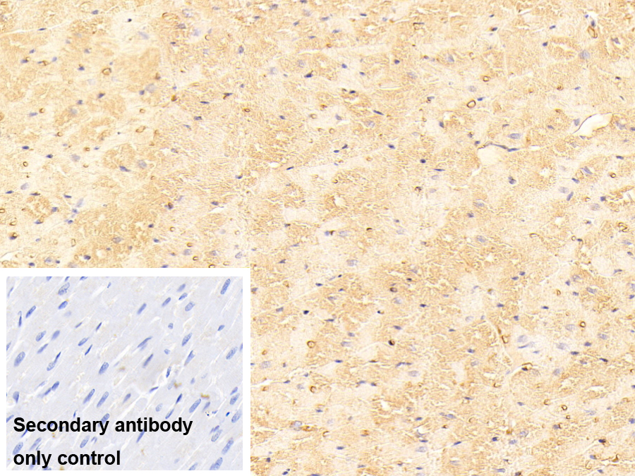 Polyclonal Antibody to Apolipoprotein A1 (APOA1)