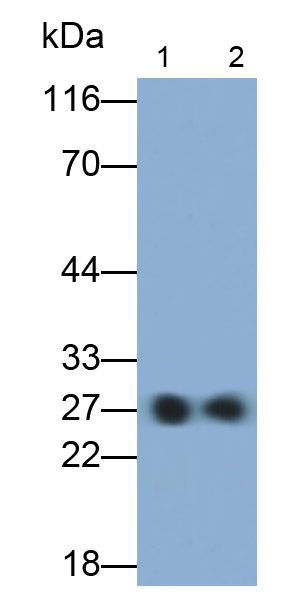 Polyclonal Antibody to Tissue Plasminogen Activator (tPA)