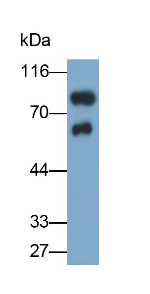 Polyclonal Antibody to Immunoglobulin M (IgM)