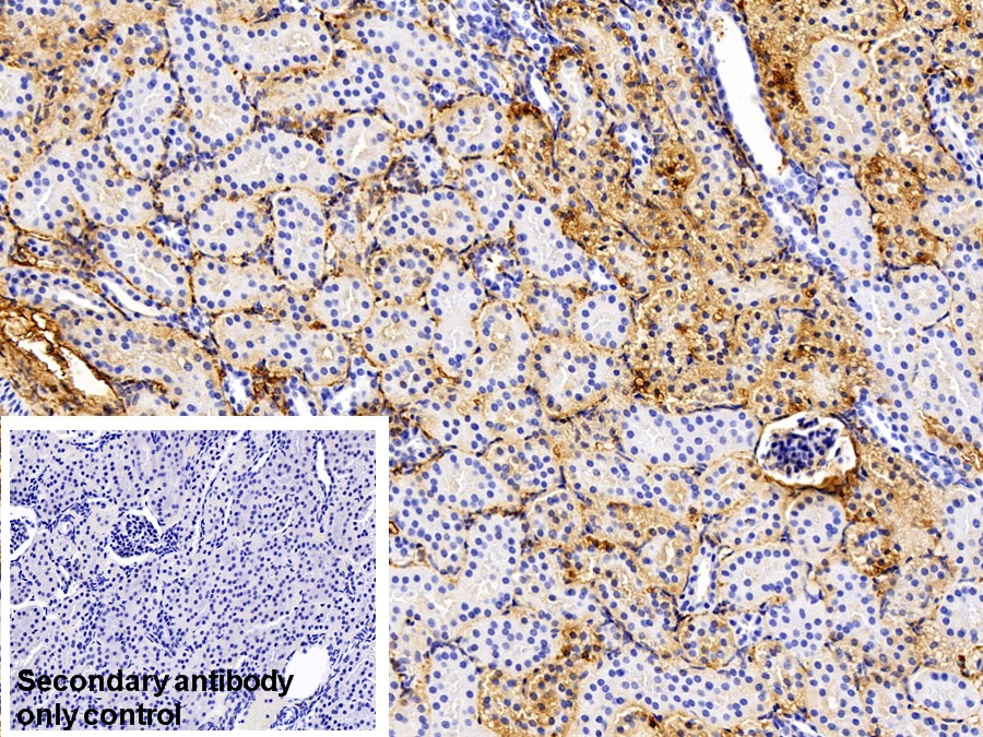 Polyclonal Antibody to Immunoglobulin G (IgG)