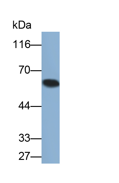 Polyclonal Antibody to Immunoglobulin A (IgA)