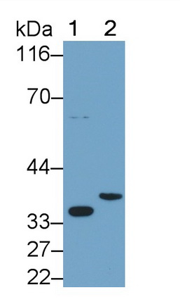 Polyclonal Antibody to Interleukin 1 Beta (IL1b)