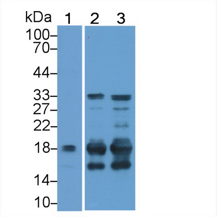 Polyclonal Antibody to Heparan Sulfate Proteoglycan (HSPG)