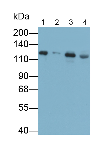 Polyclonal Antibody to Collagen Type I (COL1)
