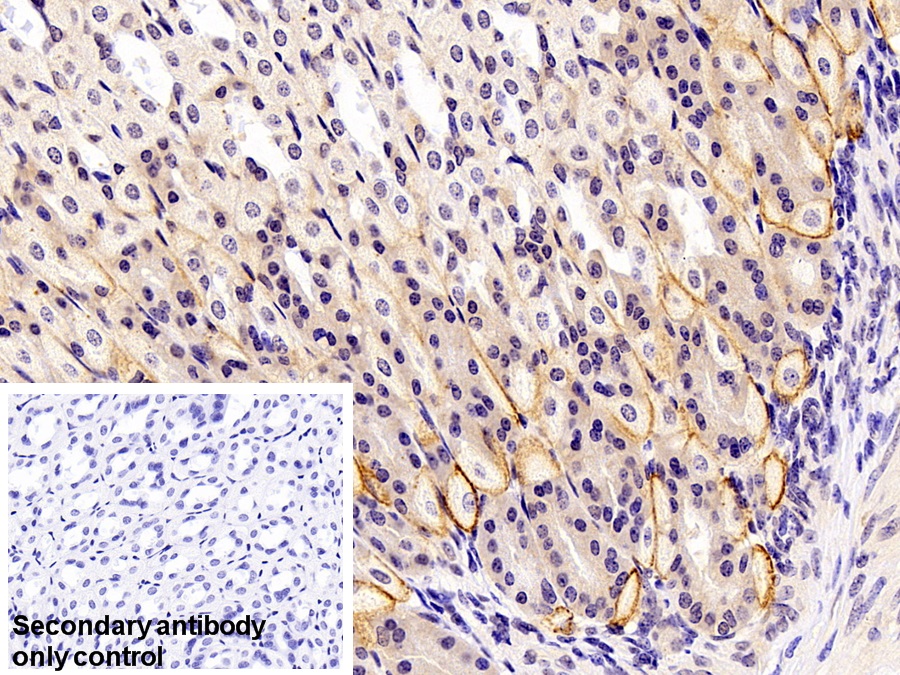 Polyclonal Antibody to Aquaporin 4 (AQP4)