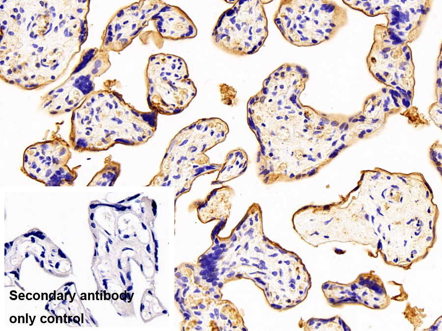 Polyclonal Antibody to Heme Oxygenase 1 (HO1)