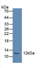 Polyclonal Antibody to Somatostatin (SST)