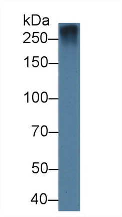 Polyclonal Antibody to Fibrillin 1 (FBN1)