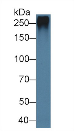 Polyclonal Antibody to Fibrillin 1 (FBN1)