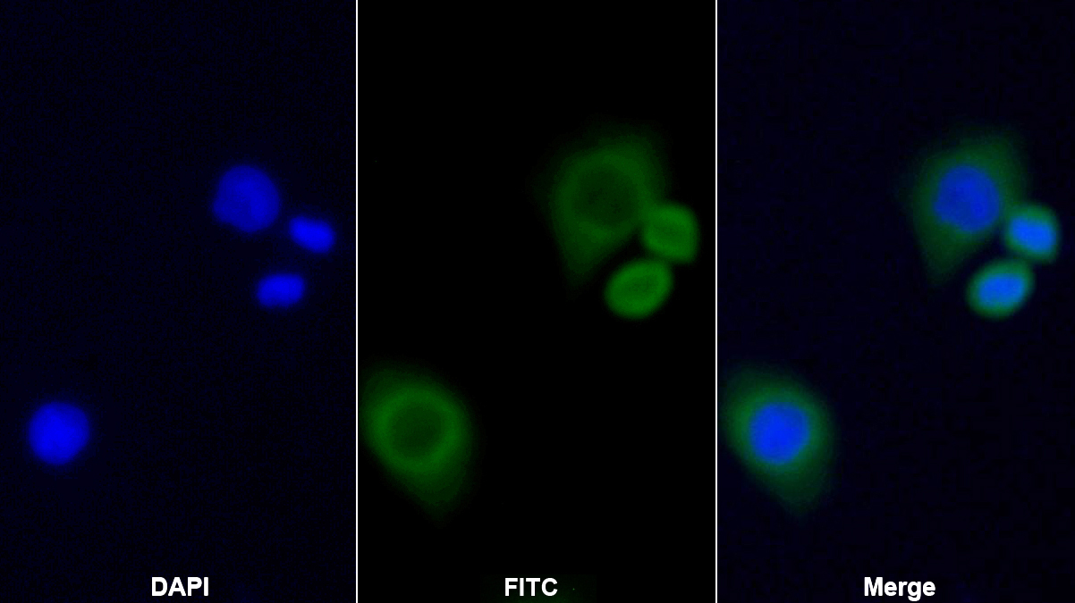 Polyclonal Antibody to Cytochrome C (CYCS)