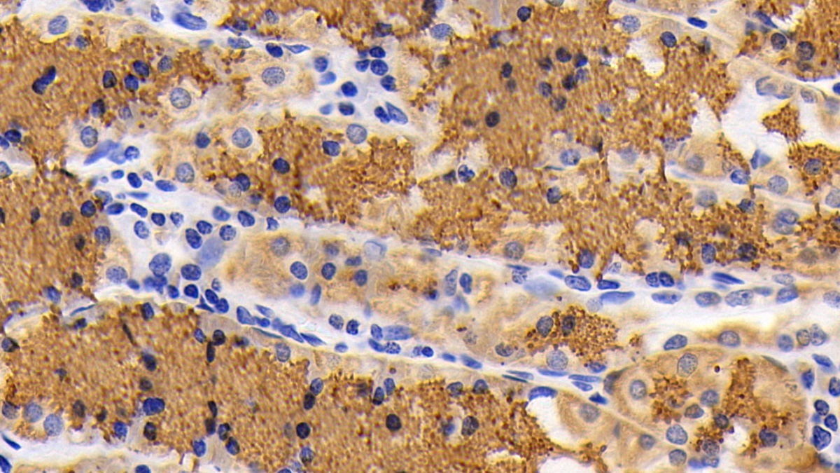 Polyclonal Antibody to Cytochrome C (CYCS)