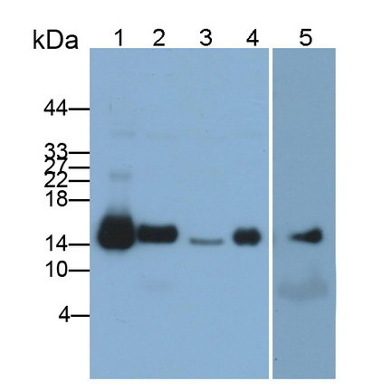 Polyclonal Antibody to Cytochrome C (CYCS)