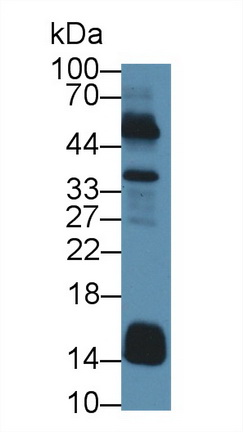 Polyclonal Antibody to Cytochrome C (CYCS)