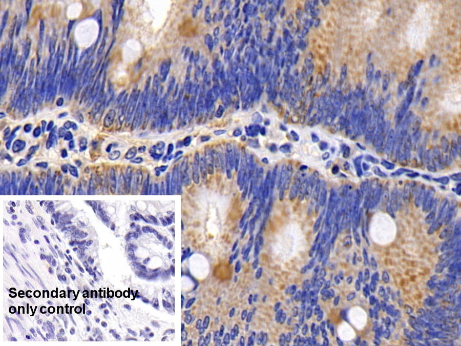 Polyclonal Antibody to Cytochrome C (CYCS)