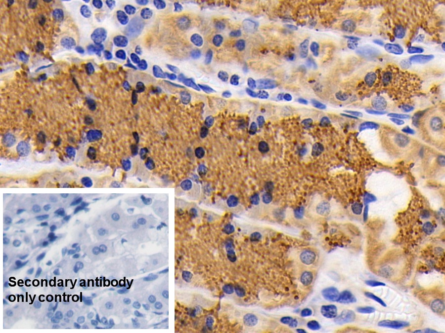 Polyclonal Antibody to Cytochrome C (CYCS)