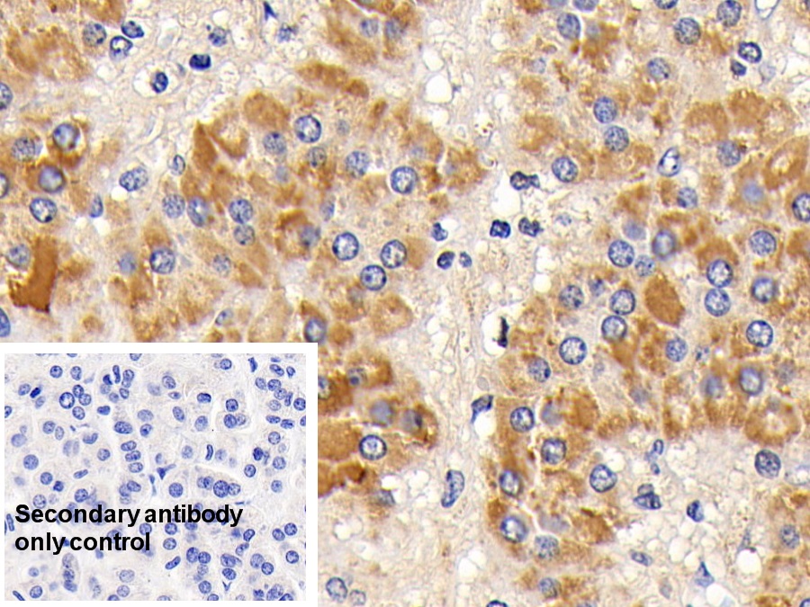 Polyclonal Antibody to Cytochrome C (CYCS)