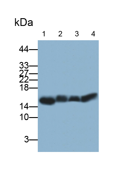 Polyclonal Antibody to Cytochrome C (CYCS)