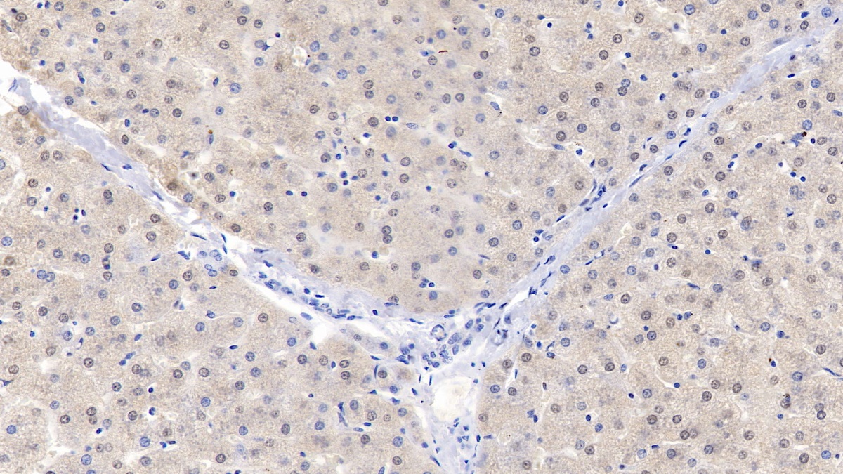 Polyclonal Antibody to Apolipoprotein A2 (APOA2)